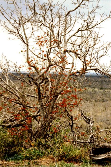 Orange Desert Flower Orange Desert Flower